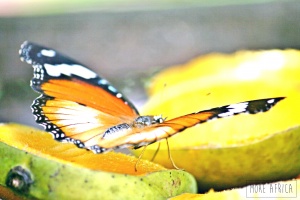 Butterfly Centre (1)